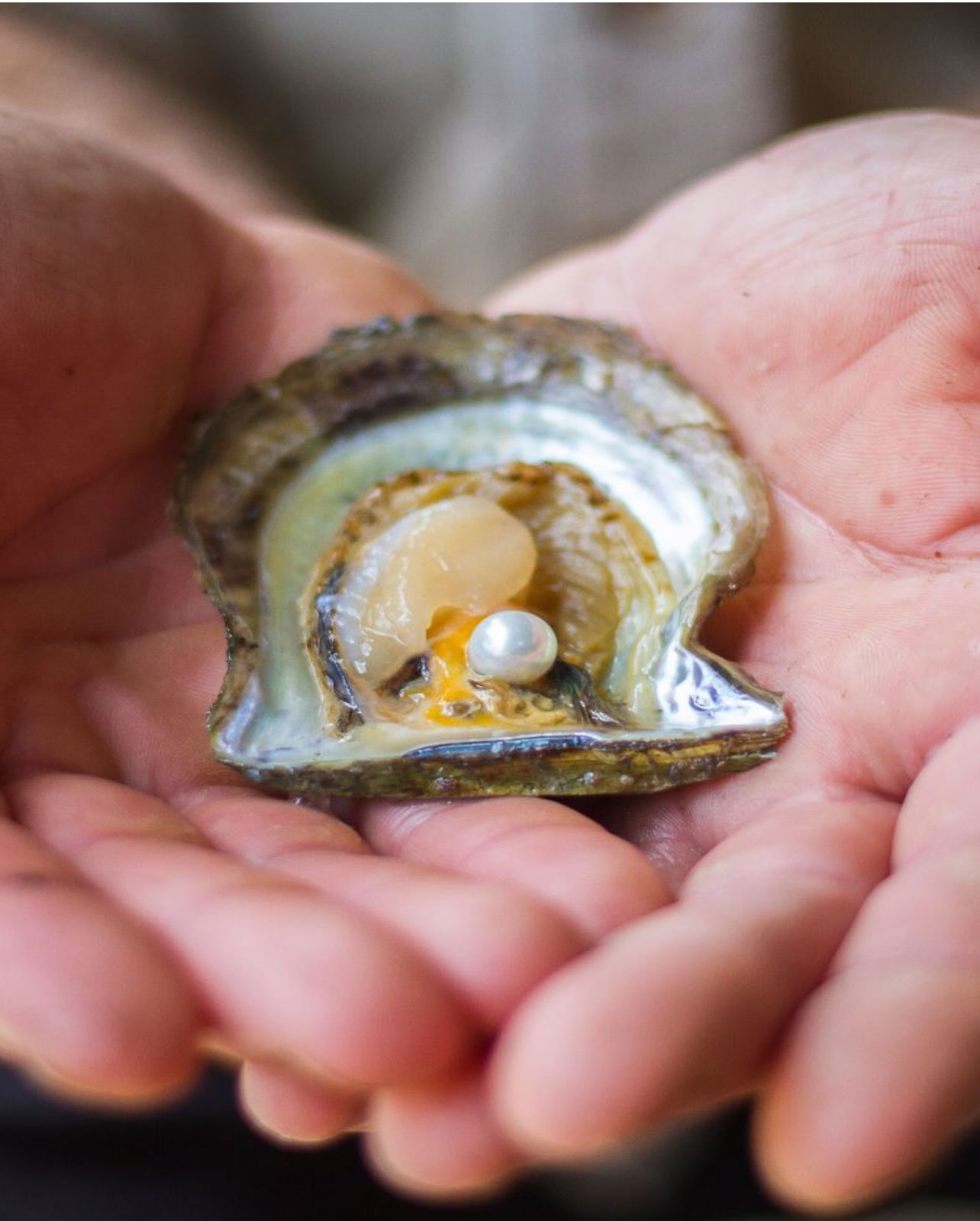 In the hands of a Broken Bay Pearl Farmer sits an Akoya Pearl Oyster, opened and showing a stunning Australian Akoya pearl - untouched by chemicals or enhancements.