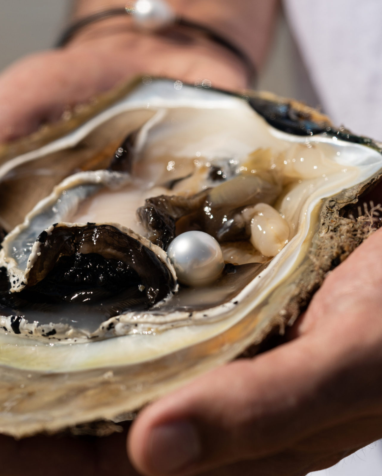 In both hands sits an Australian South Sea Oyster after being harvested to reveal a huge Australian South Sea pearl - shining in its natural colour and lustre.