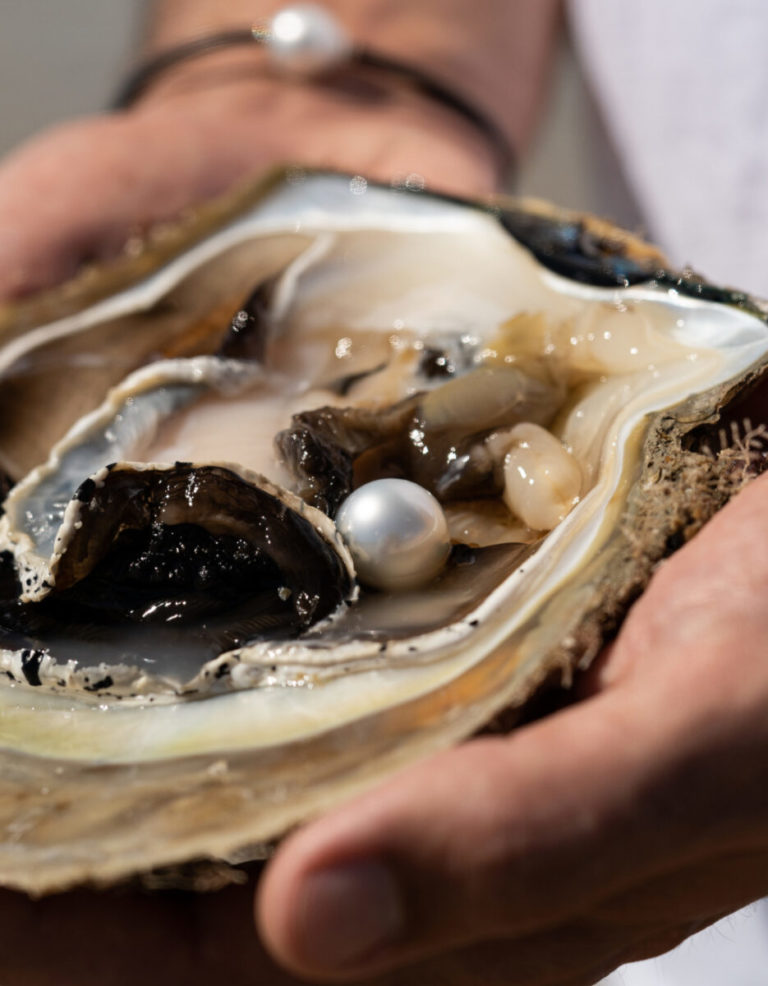 In both hands sits an Australian South Sea Oyster after being harvested to reveal a huge Australian South Sea pearl - shining in its natural colour and lustre.