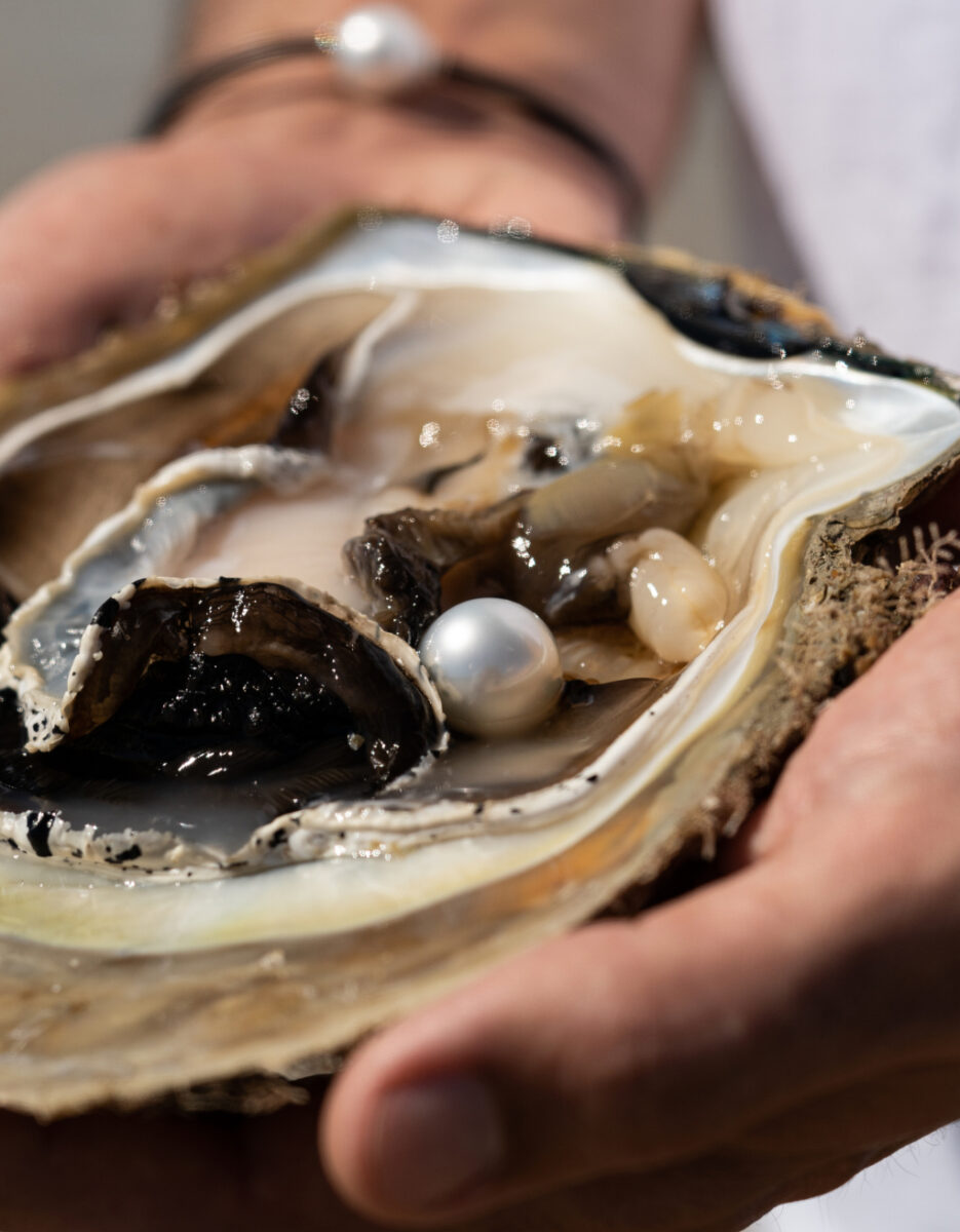 In both hands sits an Australian South Sea Oyster after being harvested to reveal a huge Australian South Sea pearl - shining in its natural colour and lustre.
