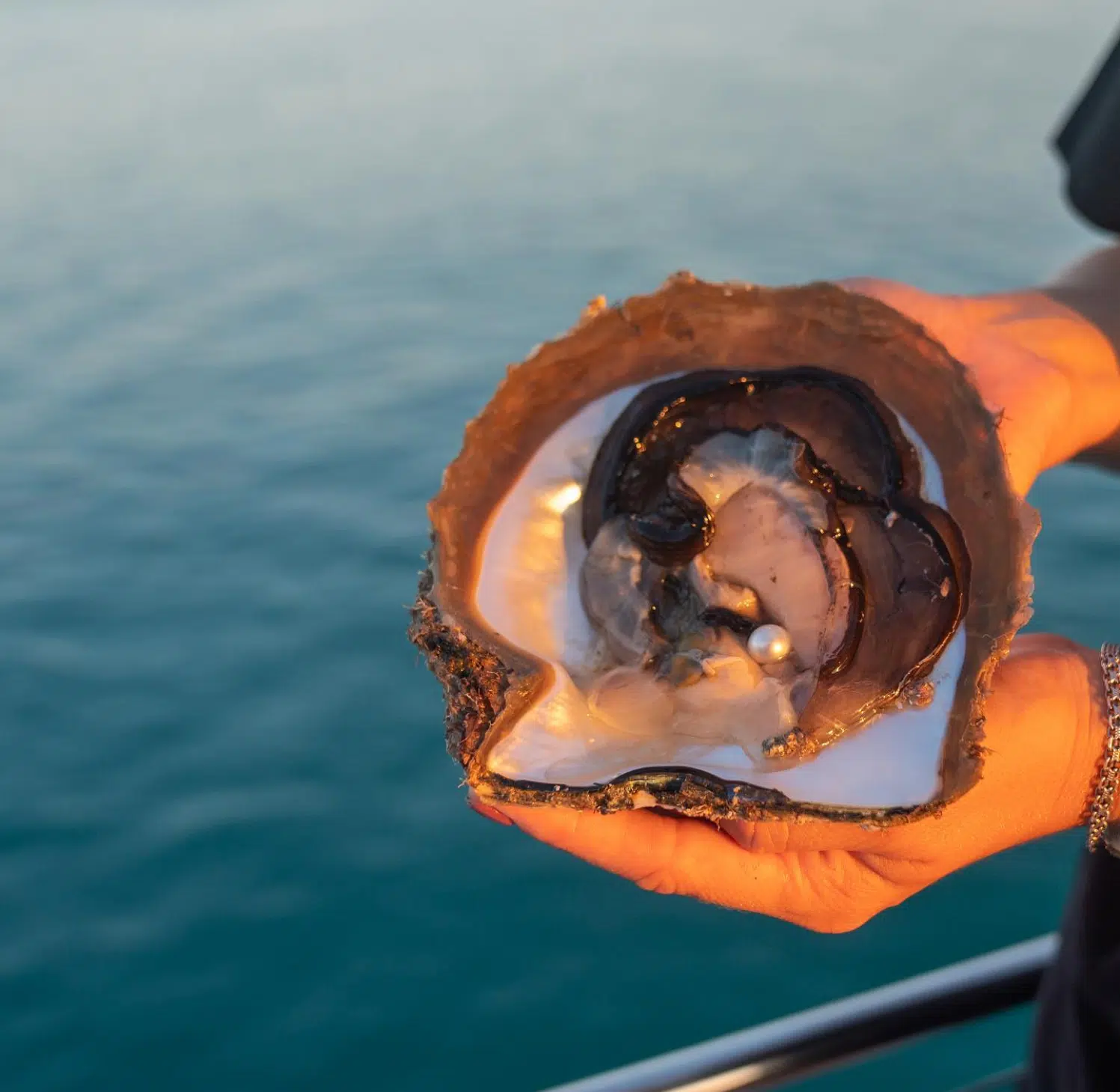 An open Australian South Sea oyster with a stunning Australian South Sea pearl glistening in the sunset light.