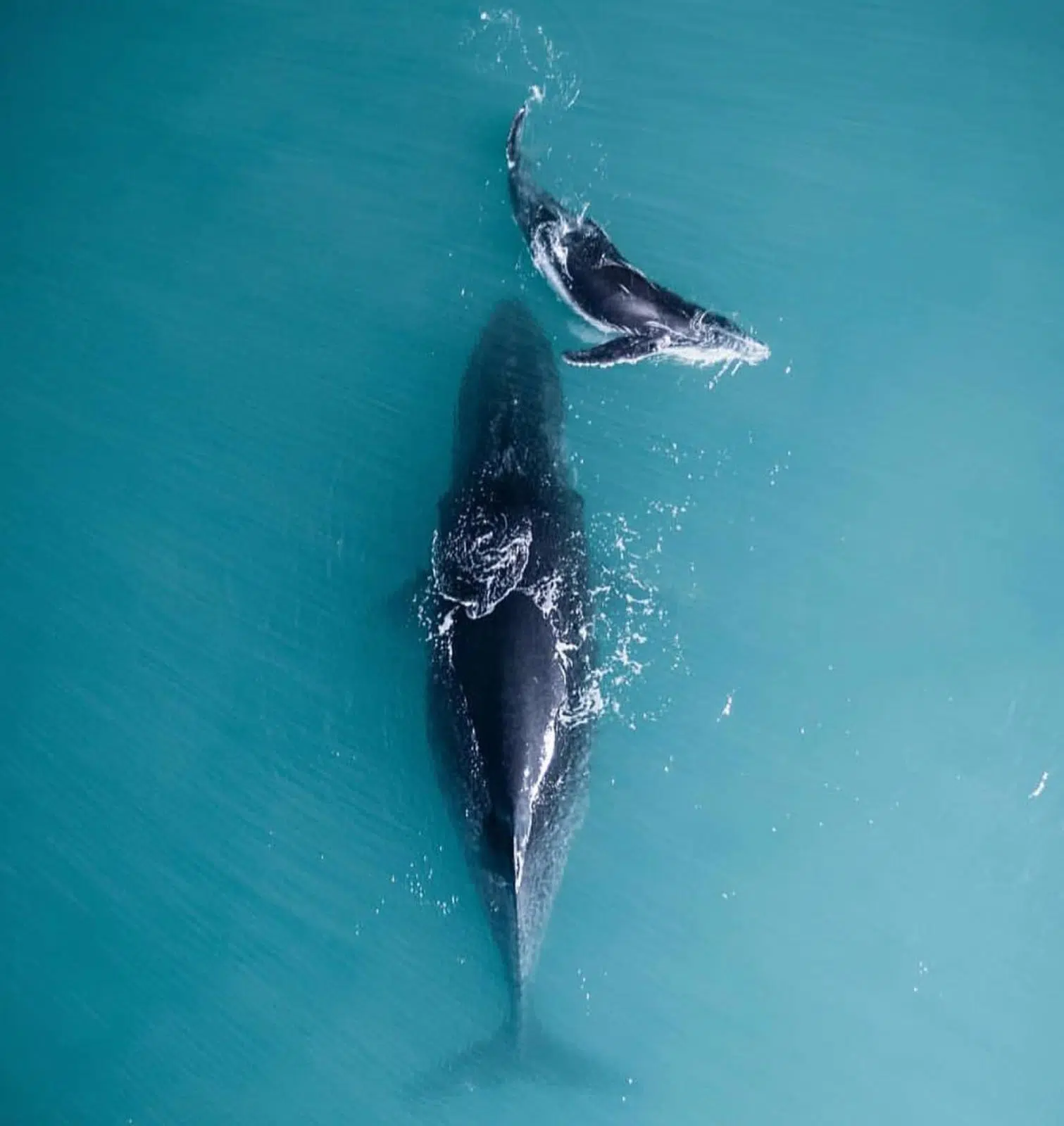 A mother whale with her calf swim in the calm, still waters of the Kimberley - a truly incredible experience.