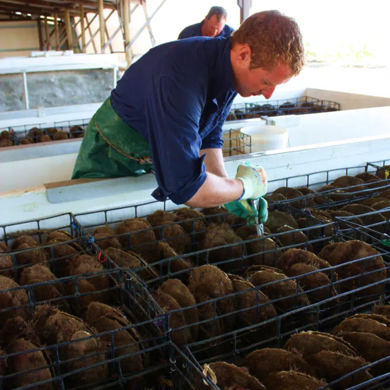 A technician works in the Cygnet Bay pearling shed, tending to the Australian South Sea oysters.