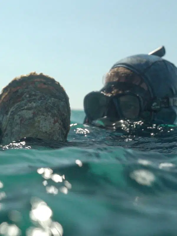 A pearl diver bobs their head up from the water, holding an Australian South Sea oyster.