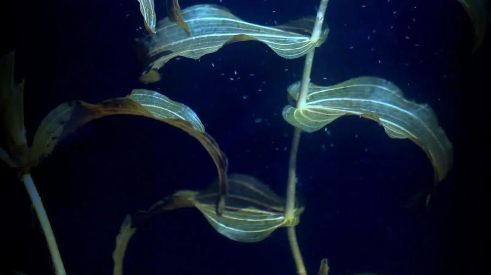 An underwater image of a mangrove with it's leaves swaying in the tides of the sea.