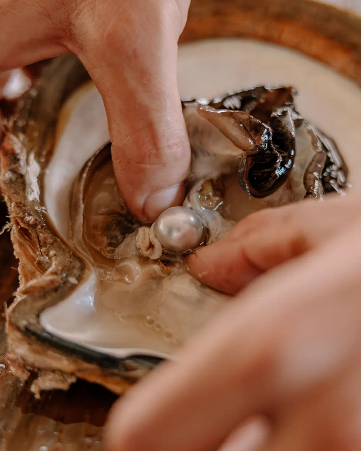 A stunning, white Australian South Sea pearl is centre of attention in a live pearl harvest conducted at Cygnet Bay Pearl Farm as one of the available tours.